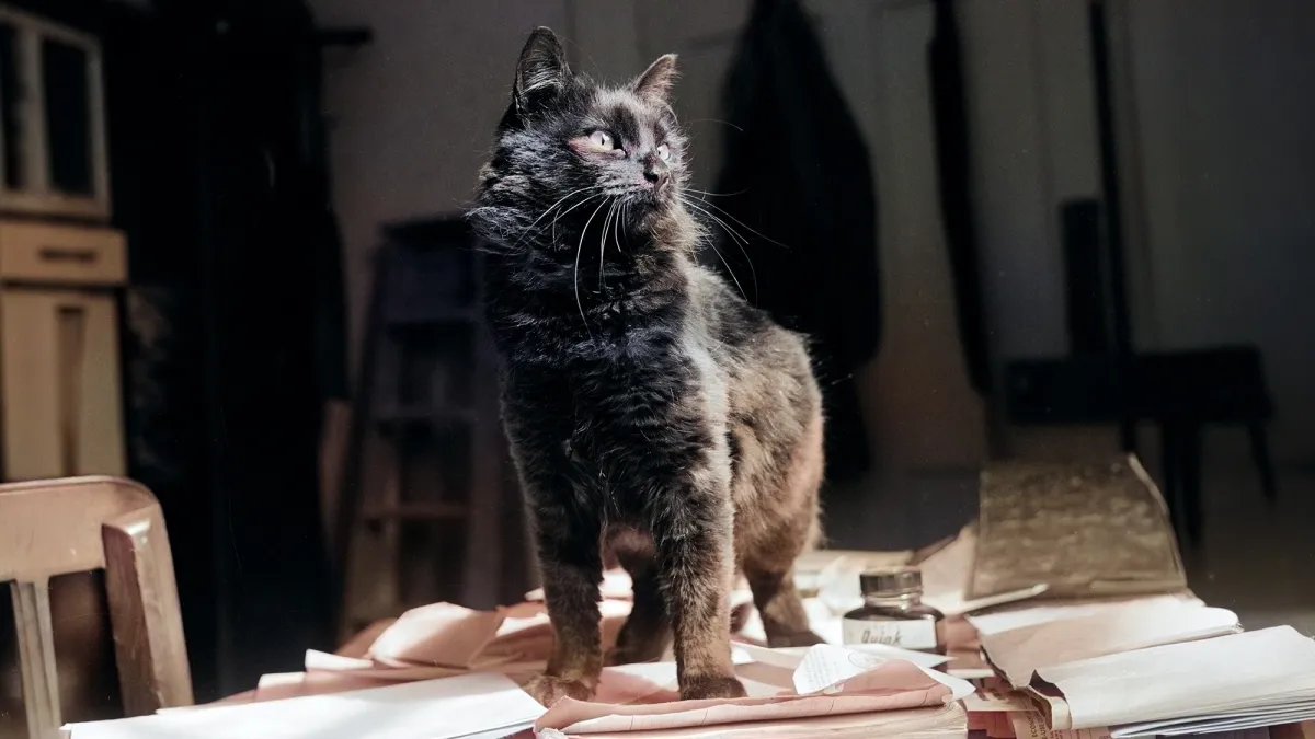 CIA, bir zamanlar kedi savaş ajanları olarak eğitmişti