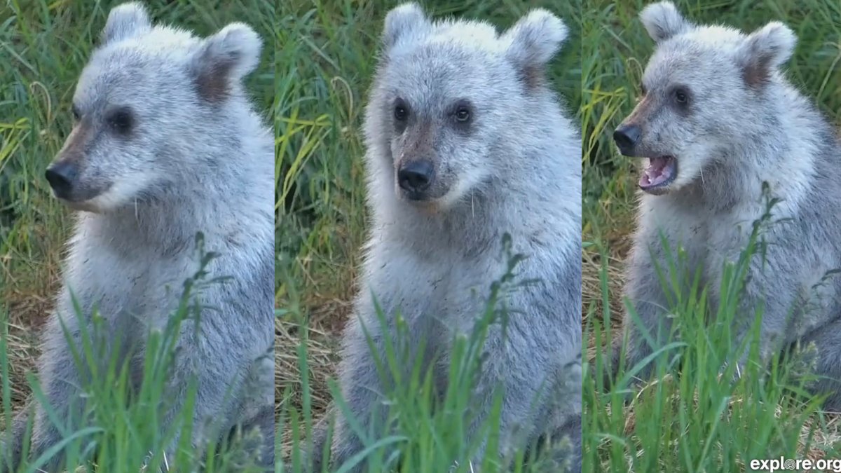 Gümüş yavru, Katmai Ayı Kamerası’nda görüldü