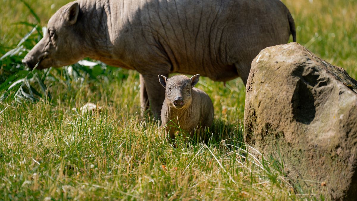 Çekiş ZOO’da Doğan Sıklıkla Görülen Bir Yavru, Bir Portakal Büyüklüğünde ve Tehdit Altında Olan Bir Tür İçin Umut