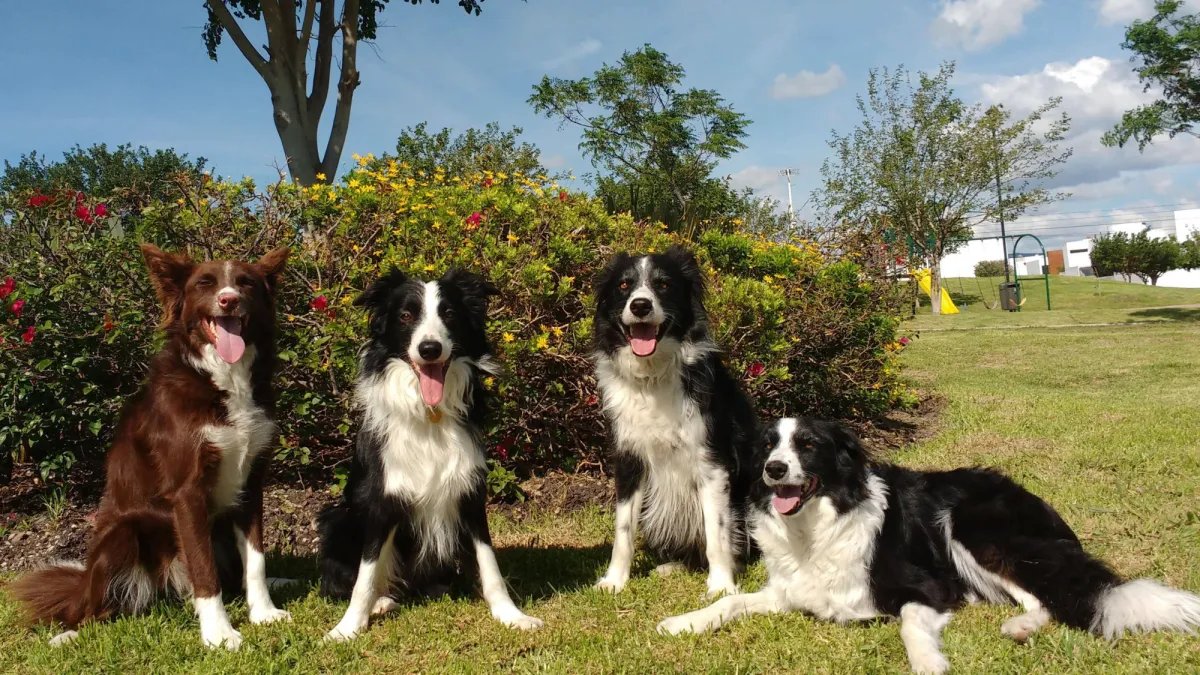 Araştırma Gösteriyor: Köpekler Kızgın, Korkmuş veya Üzgün Olduğunuzu Anlayabilir