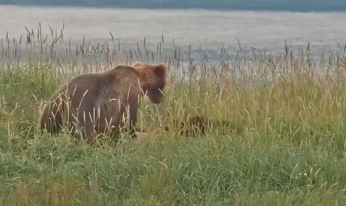 Katmai’deki Ayı Kameraları, Bir Anne Ayının Yavrusunu Öldürdüğü ve Yediği Anları Kaydetti