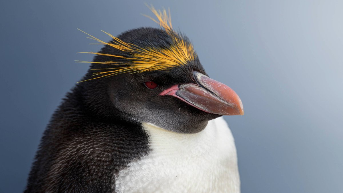 Macaroni penguenleri şaşırtıcı derecede güçlü