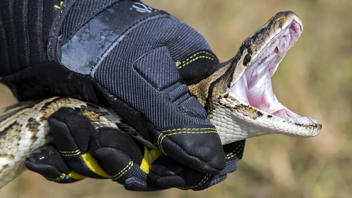 Florida’da düzenlenen Yılan Avı Yarışmasının Galibi, Rekor Kırarak 96 Yılanı Yakaladı