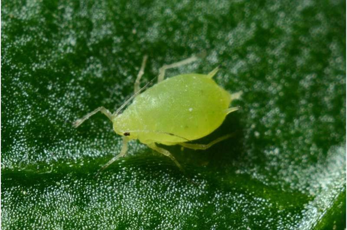 Credit: Unsplash/CC0 Public Domain aphid