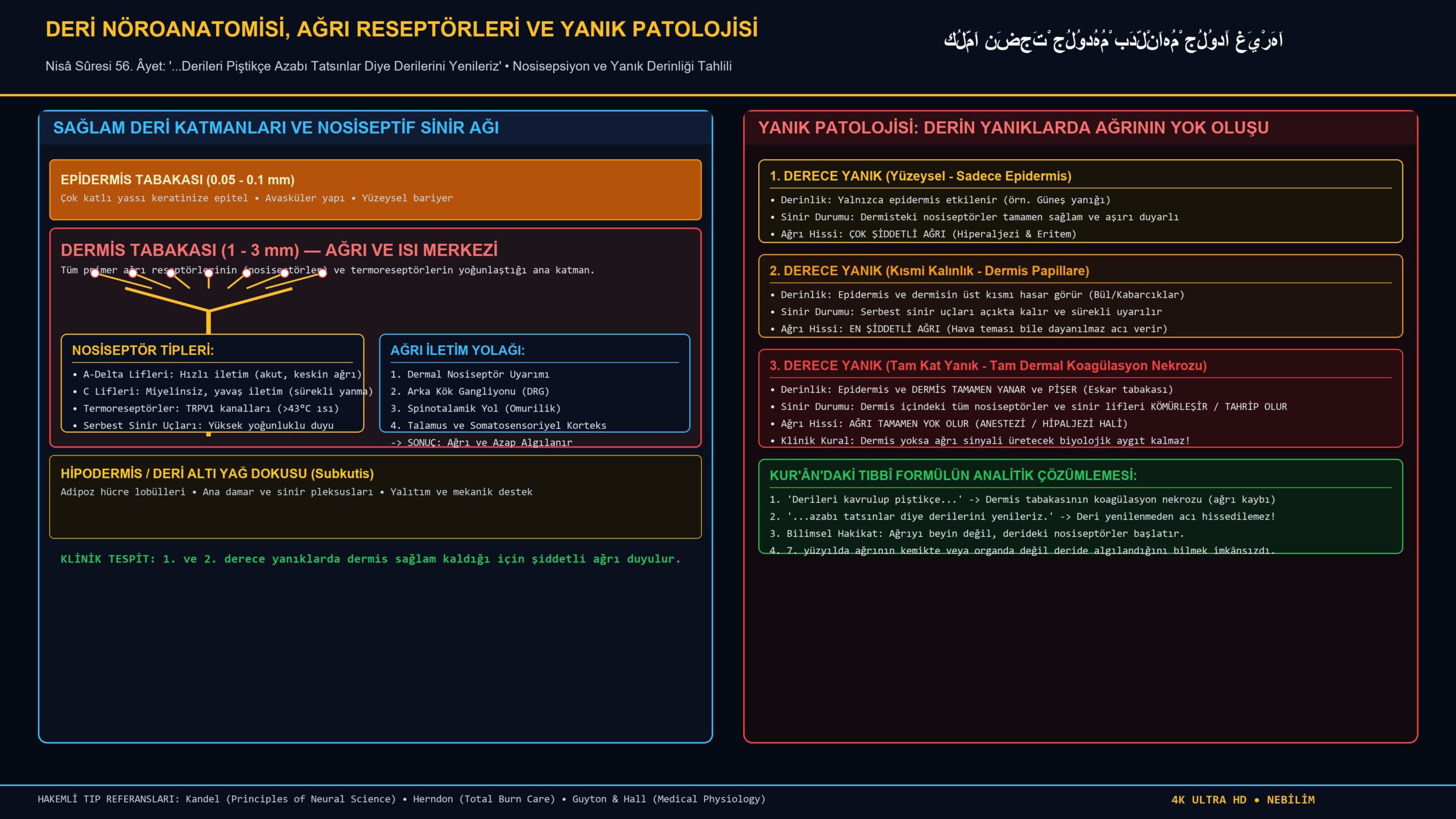 Derideki Ağrı Reseptörleri ve Yanık Patolojisi: Nisâ Sûresi 56. Âyet, Dermis Nosisepsiyonu ve Duyu Nörolojisi