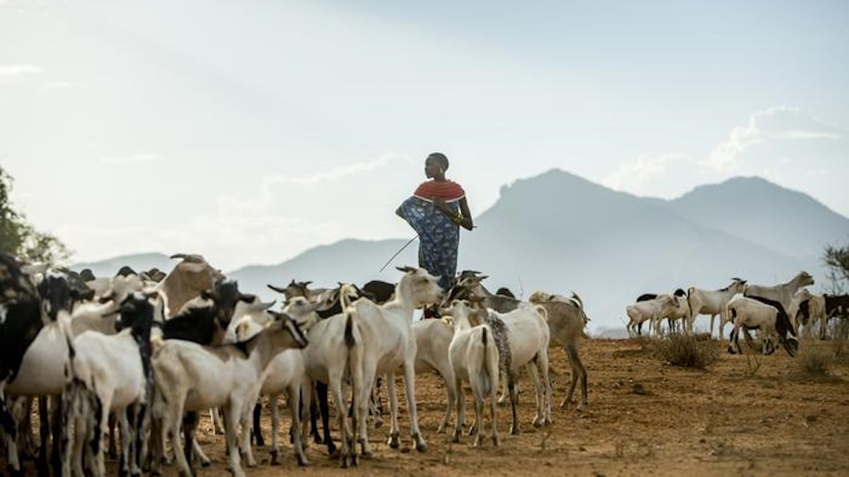 İyileştirilmiş Hava Durumu Tahminleri Tek Başına Afrika’nın En Yoksul Çobanlarını Korumayacak; Uzmanlar Finansal Destek ve