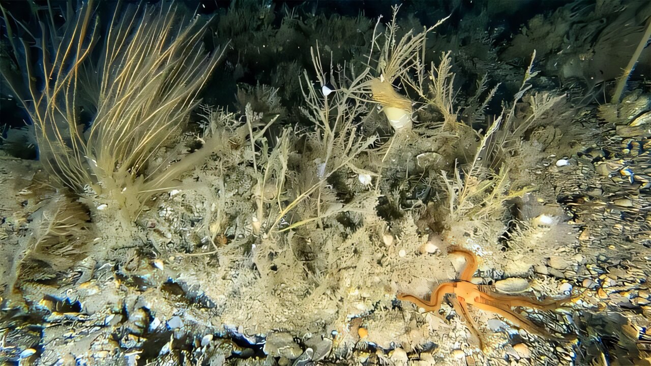 Scilly Adaları’nın Deniz Tabanında 90’dan Fazla Tür Belirlendi; Mevcut Sınıflandırmalar Bu Çeşitliliği Tam Olarak Yansıtamıyor