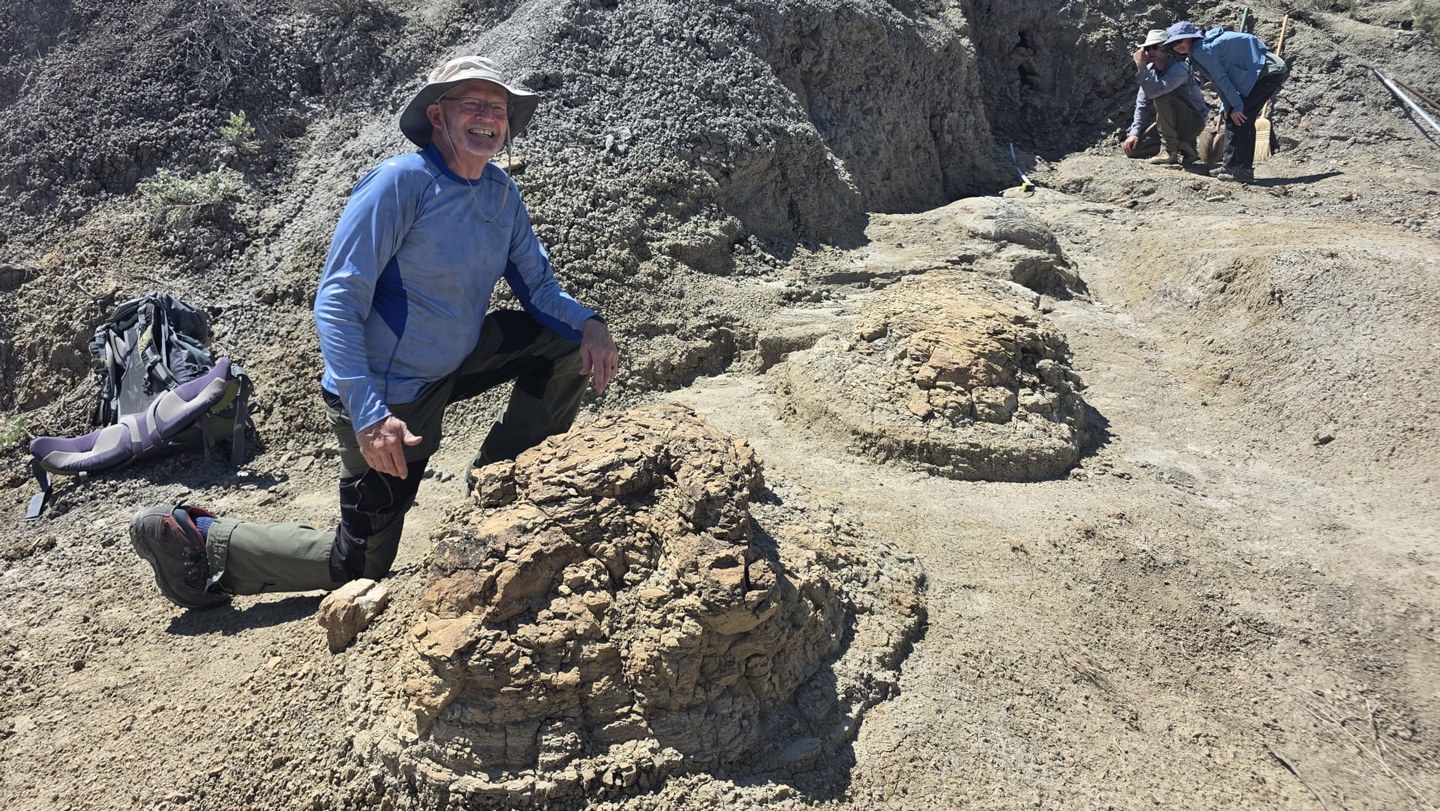 Montana’da Bulunan İlk Yetişkin T. rex Ayak İzi Dizisi, Dev Sürüngenin Yürüme Hızını Belirtiyor