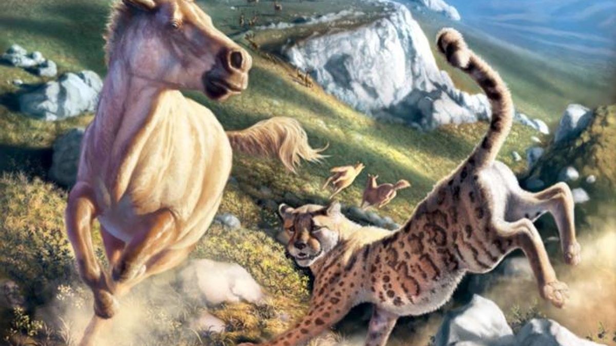 30 Bin Daha Önce Yaşamış “Amerikan Çita” Aslında Bir Puma’ya Benziyordu