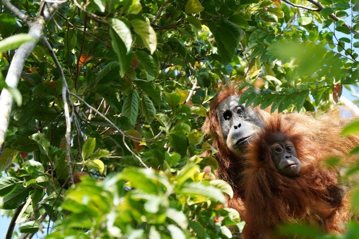 Orangutanları Kurtarmak İçin Neler Yapılabilir?