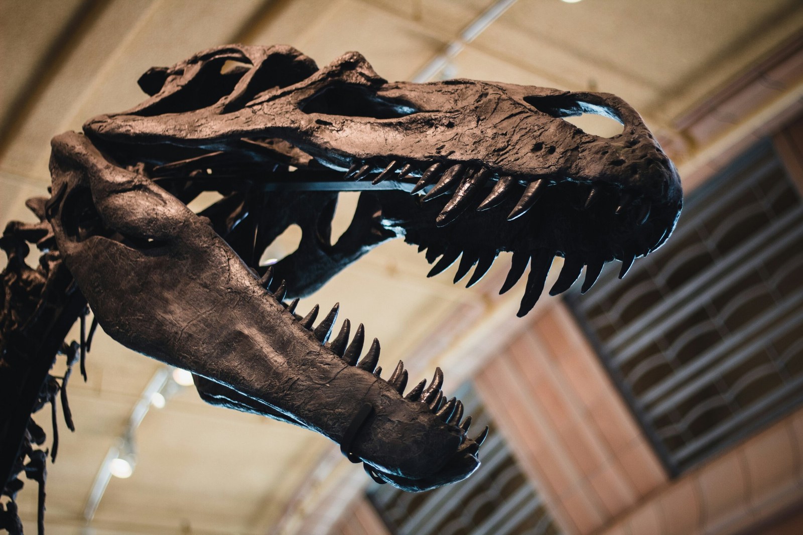 Dinozor dişleri ne anlatıyor? Beslenme ve evrim sırları ortaya çıkıyor