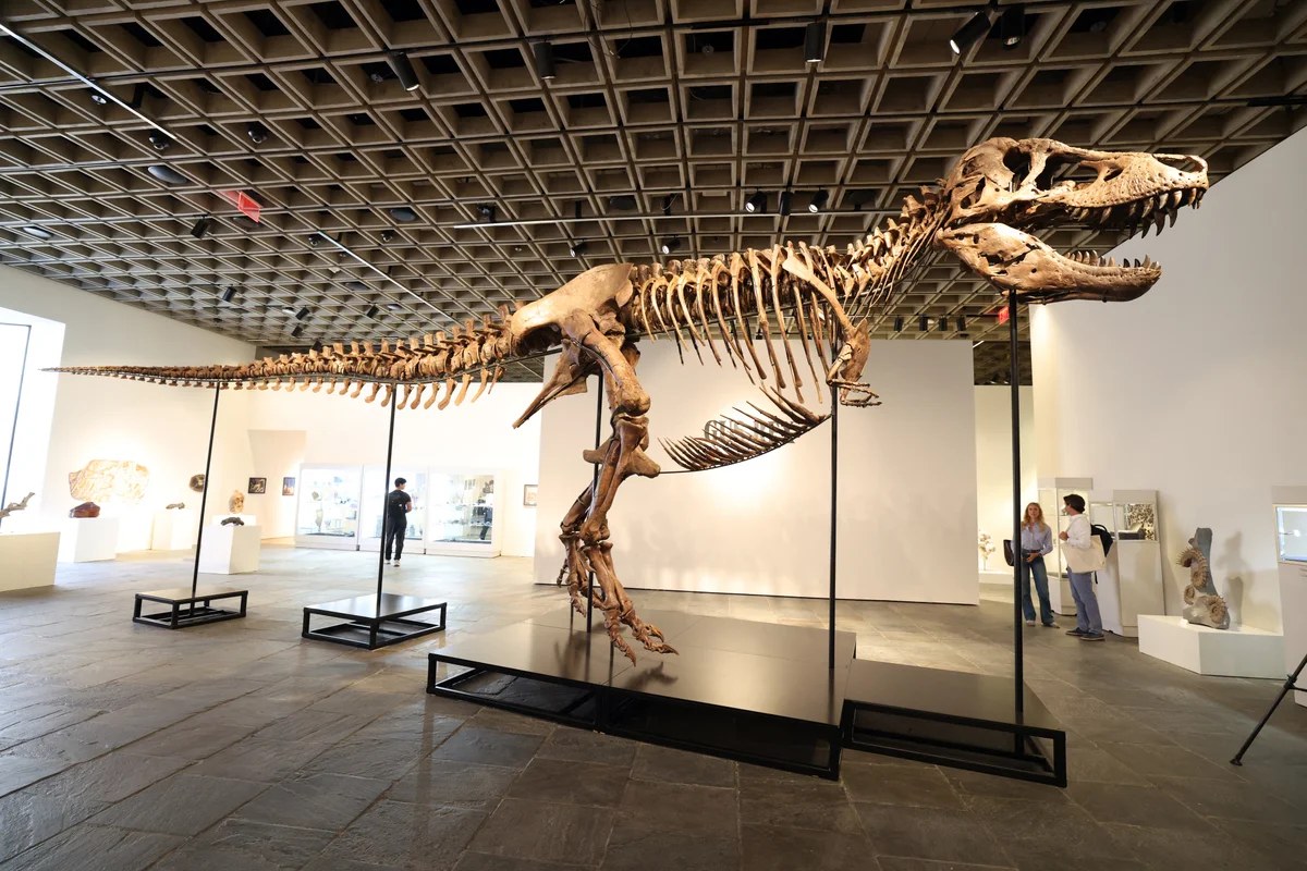 T. Rex’in gerçek değeri ne kadar?