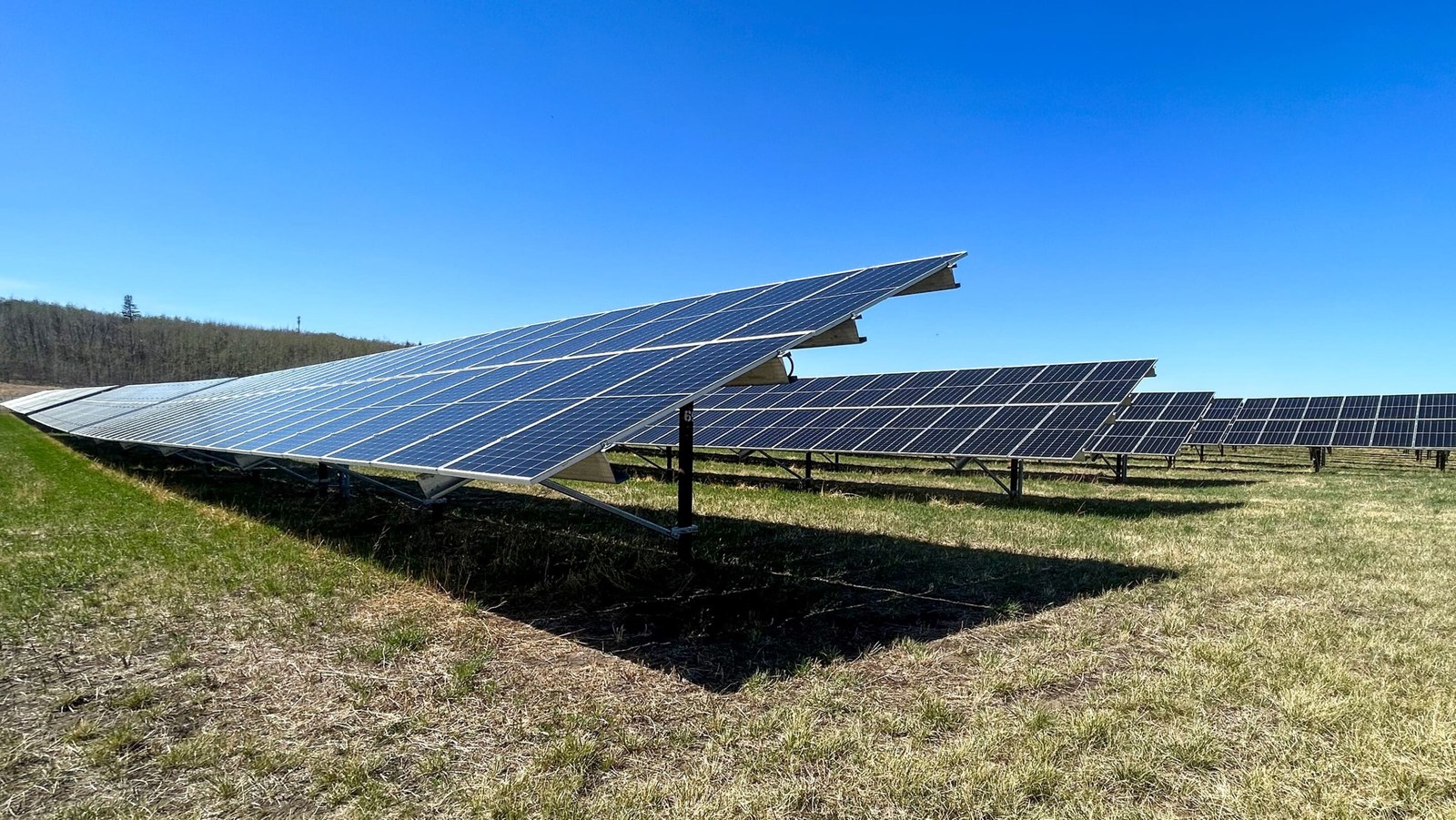 Güneş Panellerinin Altındaki Mikroklimatlar Haritalanıyor: Yenilenebilir Enerjinin Gölgesinde Yerel Bitki Örtüsü Nasıl Gelişir?