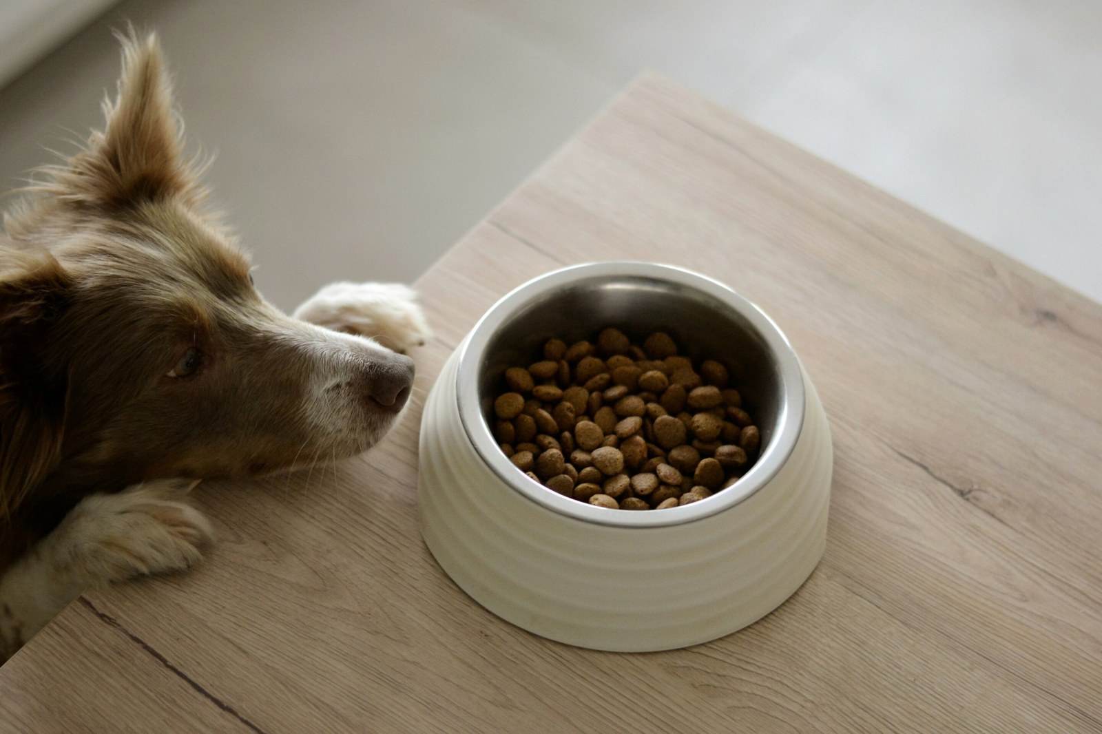 Mikrobiyal Protein İçeren Kuru Yem, Kedi ve Köpeklerde Kısa Vadeli Tercih Buldu