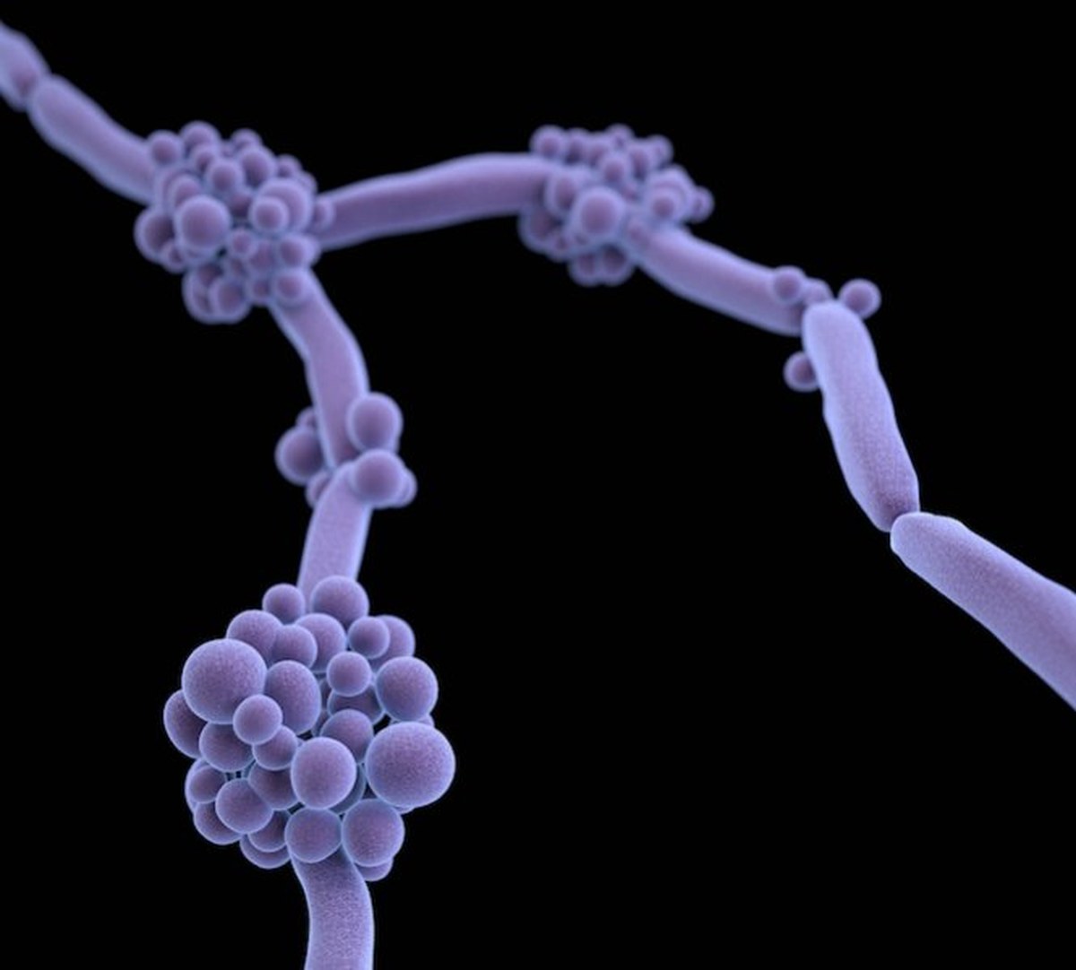 Polonya Kaynağında Propolis, Mantar Enfeksiyonlarına Karşı İlacın Etkisini Laboratuvar Testlerinde Artırdı