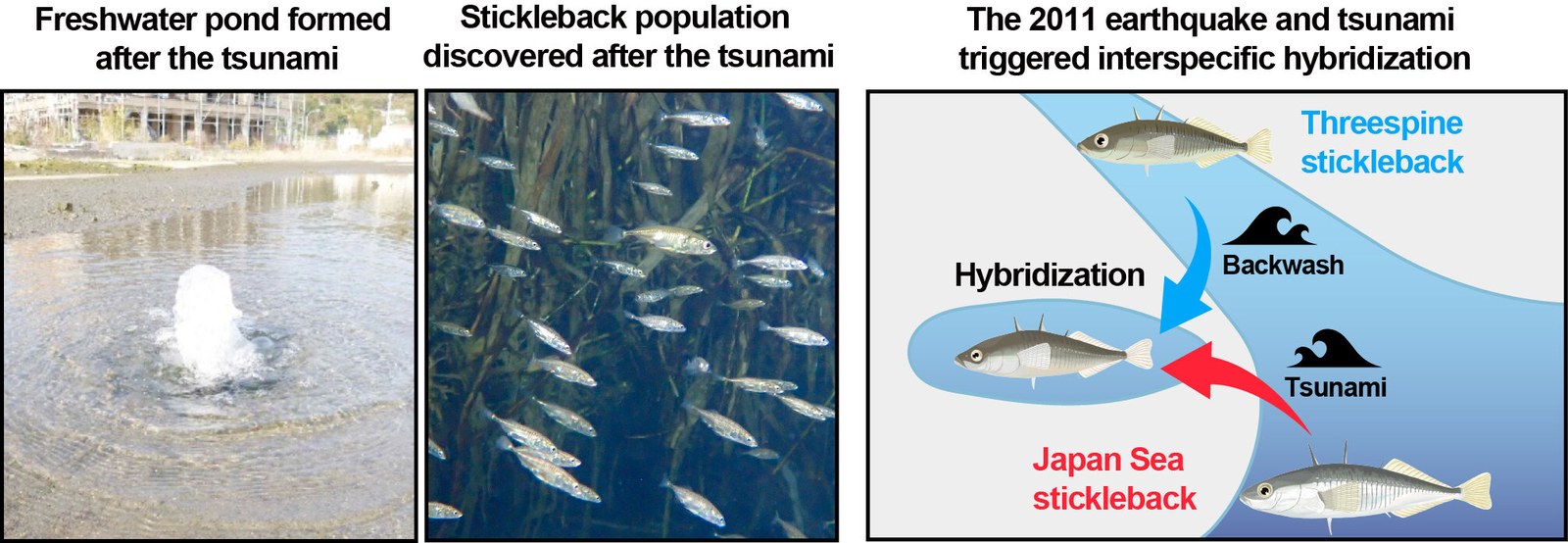 2011 Japonya Tsunami Balık Türlerinde Melezleşme Uyandırdı, Tür Sınırları Ölçülebilir Şekilde Corundu