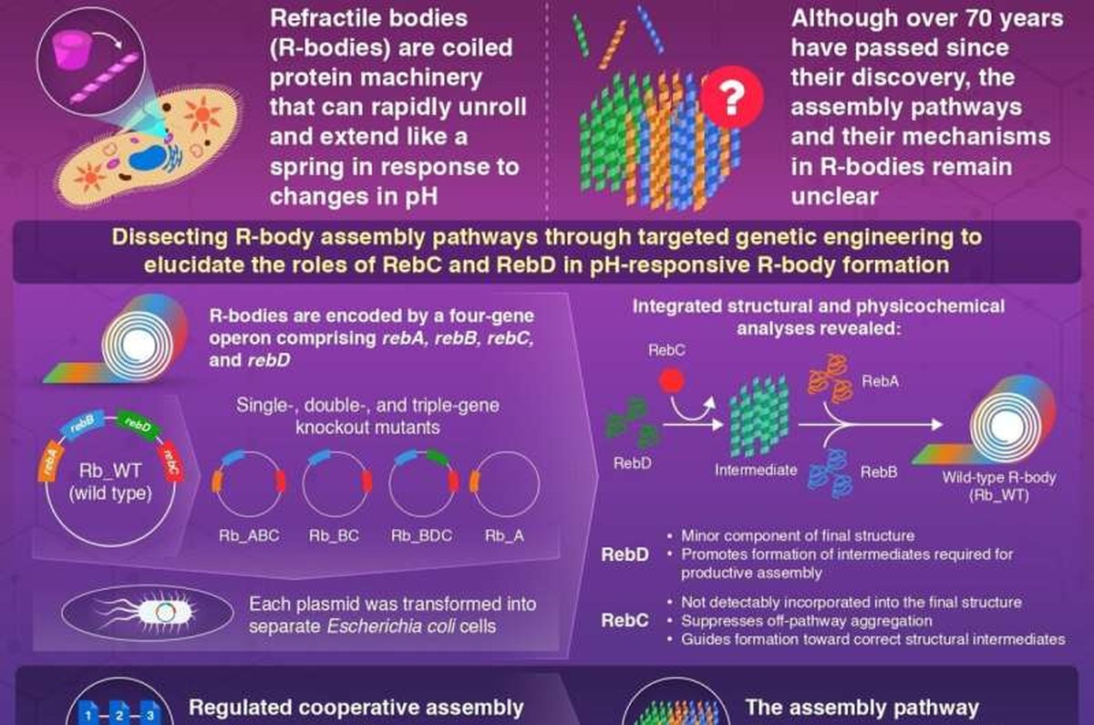Uncovering the assembly mechanism of the extensible R-bodies