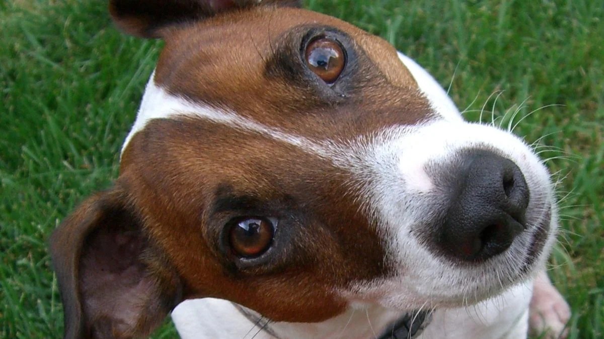Köpeğiniz Size Bakarak Göz Kırpıyorsa, Size Bir Şey Söylemeye Çalışıyor Olabilir: Bilim Öyle Düşünüyor