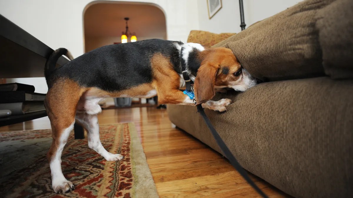 Pennsylvania’da Noktalı Fener Böceğinin Yumurtalarını Kokuyla Bulan İlk Köpek