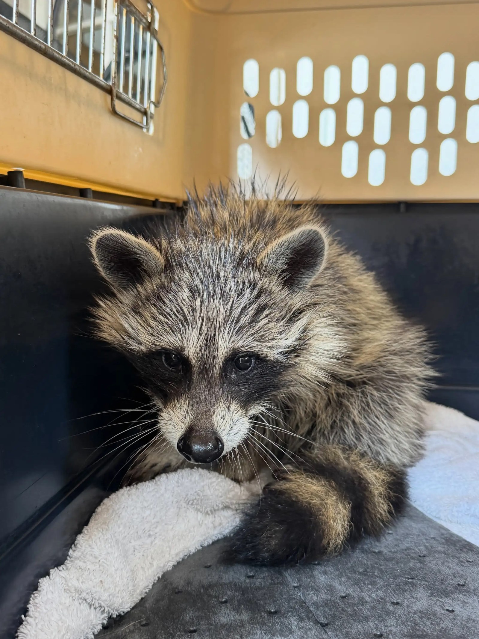Cape Cod’da Sıkışan Rakun: Toplumsal Bir Çaba ile Kurtarıldı