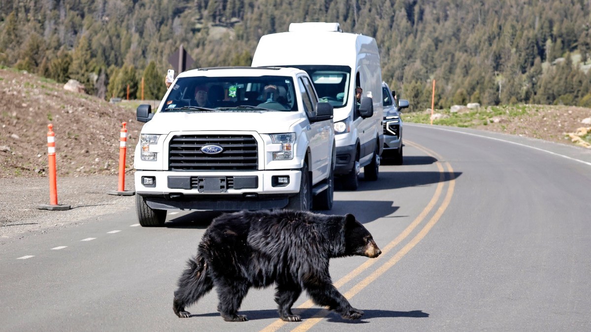 Yellowstone Milli Parkı’nda Ölüm Riski: Temmuz Ayı En Tehlikeli Dönem