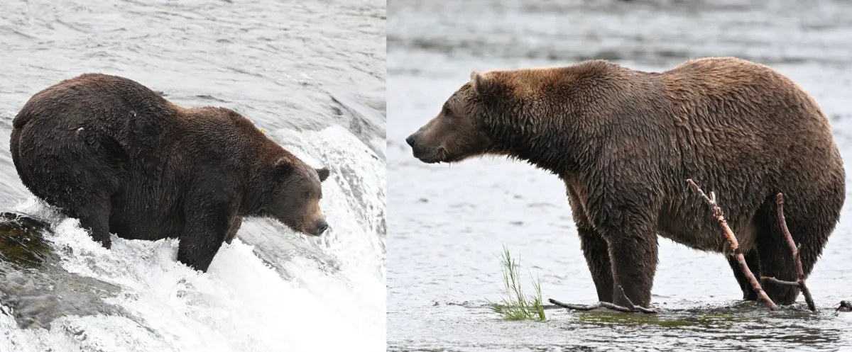 Katmai Ulusal Parkı’nda Yaşayan Ayılar Arasında Fat Bear Week Yarışının İkinci Günü Başladı