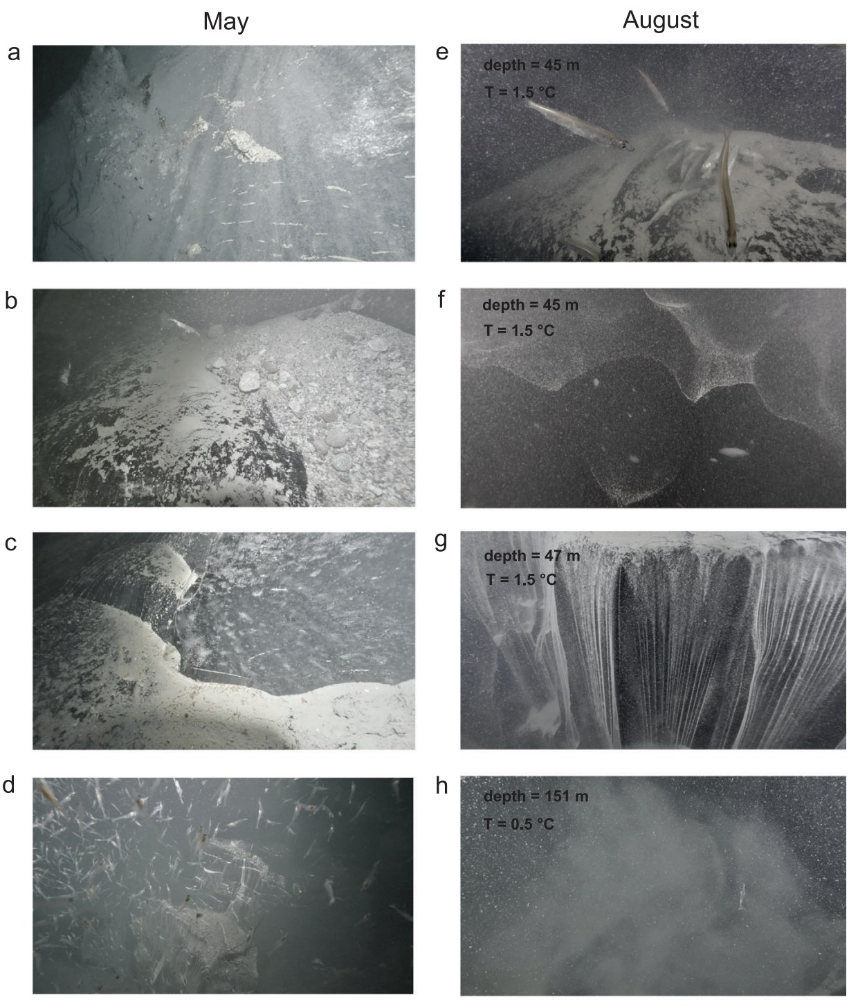 Glimpse a Rare Ocean Ecosystem at The Edge of a Greenland Glacier