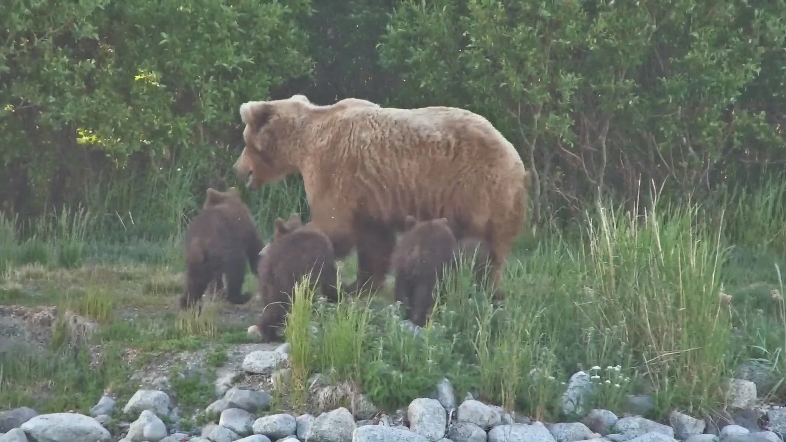 Katmai Ulusal Parkı’nda Yavrularını Kurtaran Mama Ayı #132 ve Dünyayı Heyecana Boğan “Yağlı Ayı Haftası” 2026