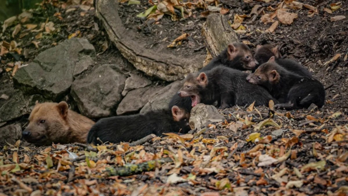 İngiltere’deki Chester Hayvanat Bahçesi’nde Doğup, Kuş Seslerine Benzer Şarkılar Söyleyen Bush Köpekleri Yavruları