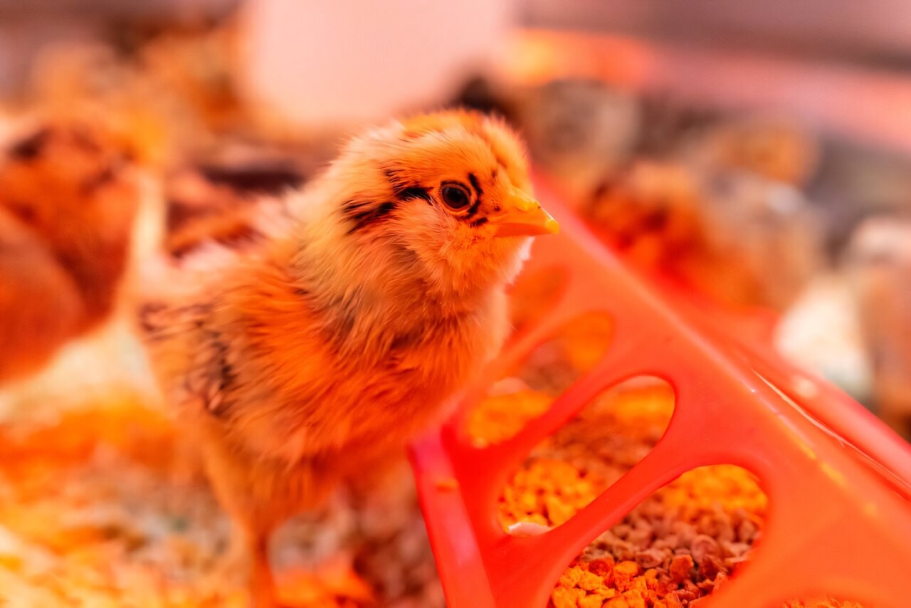 Researchers test far-ultraviolet light to prevent bird flu in poultry