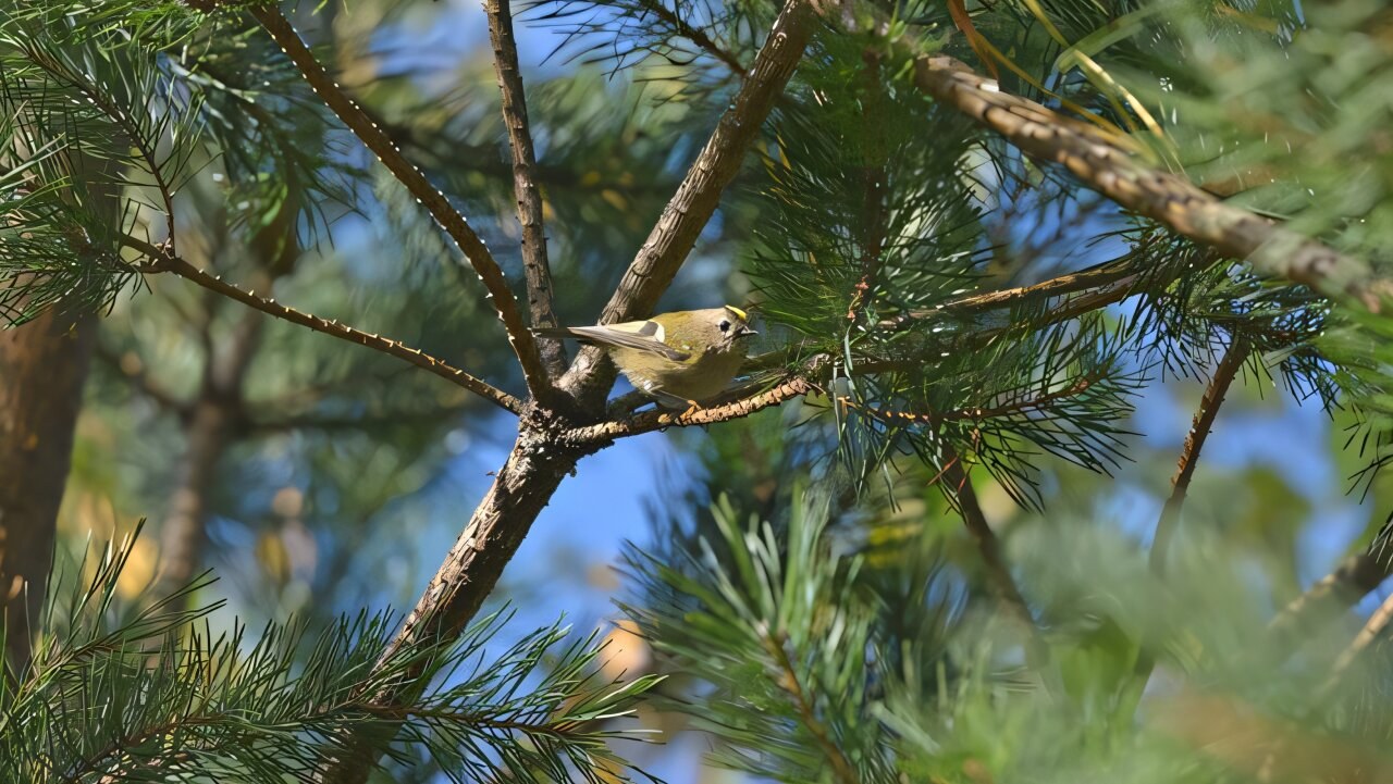 Boreal Orman Kuşlarının Popülasyonları İçin Açık Alan Yönetiminin Sınırları Belirlendi