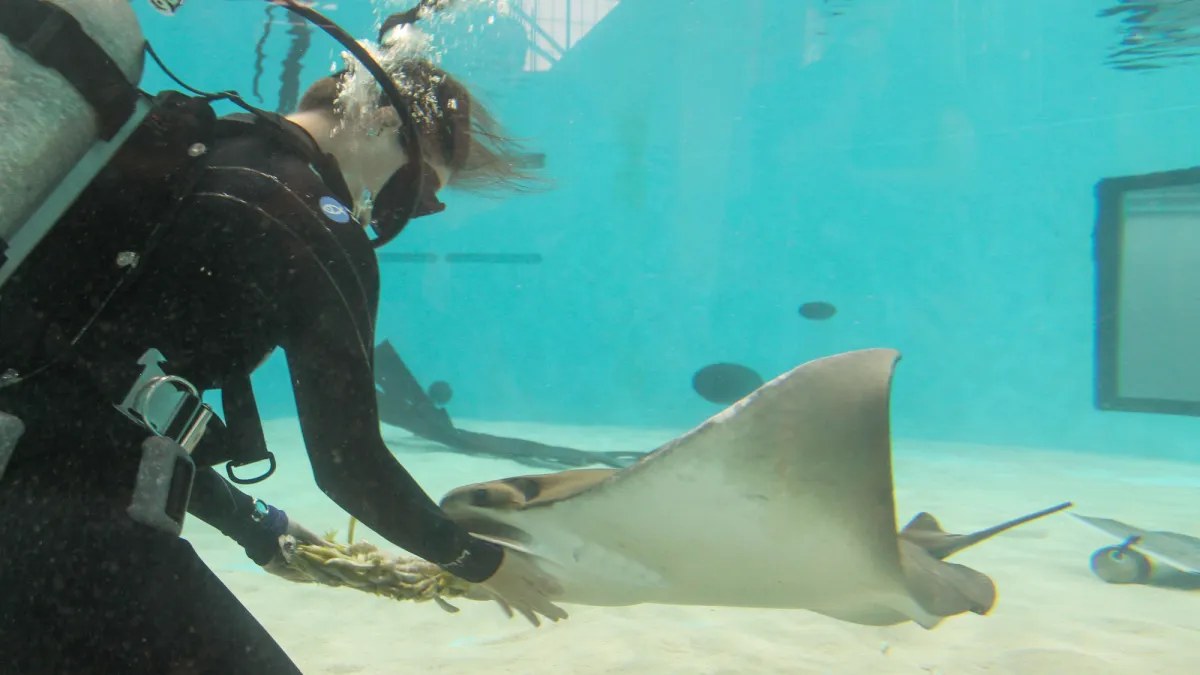 Happy Birth-ray! Mystic the cownose ray turns 27