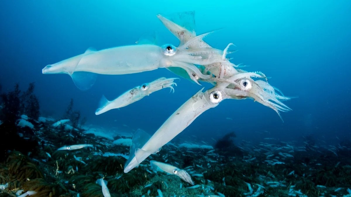 Squid Are Taking Over The Ocean
