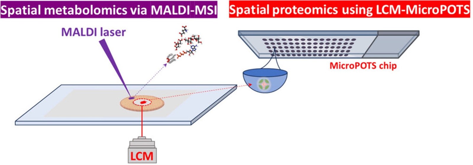 Capturing localized protein and metabolic information from a single tissue section