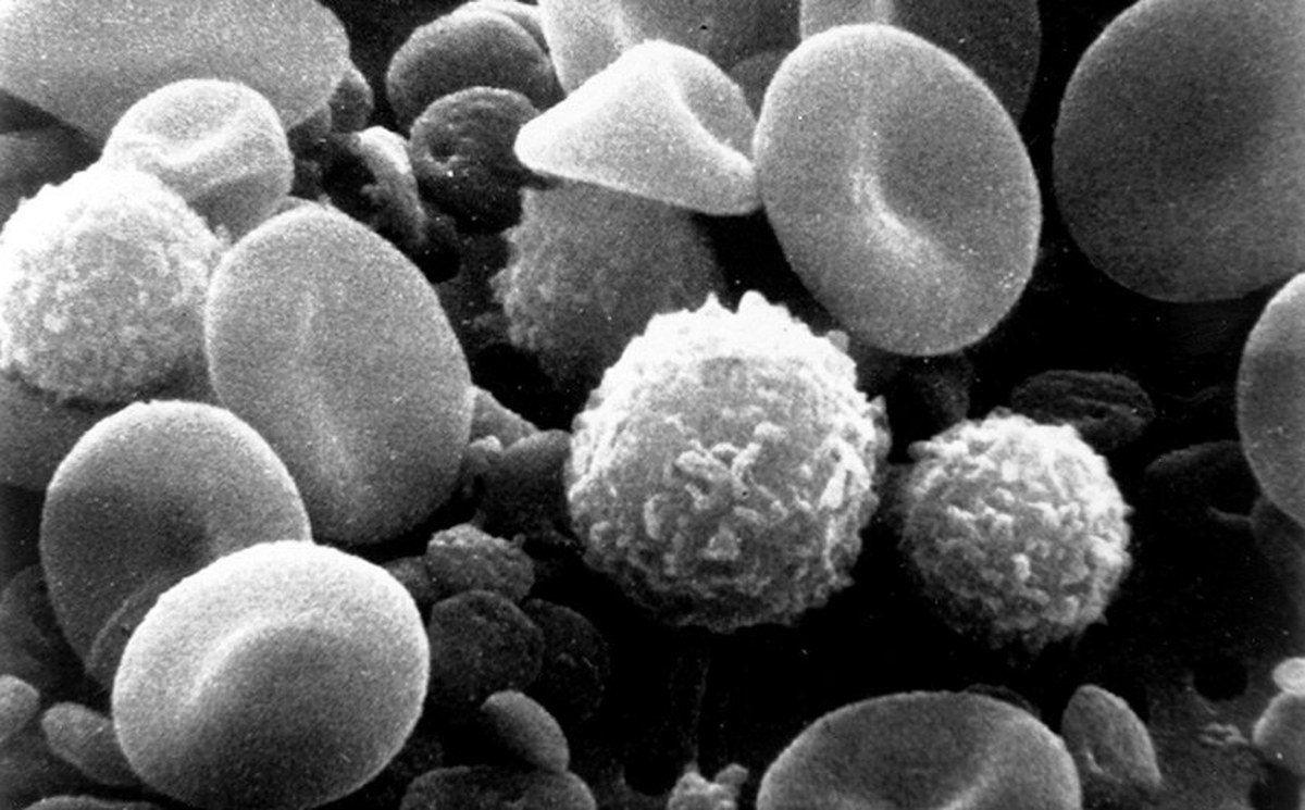 Gelişmiş Optik Görüntüleme, Kan Bağışıklık Hücrelerinde Gizli Aktiviteyi Ortaya Çıkardı