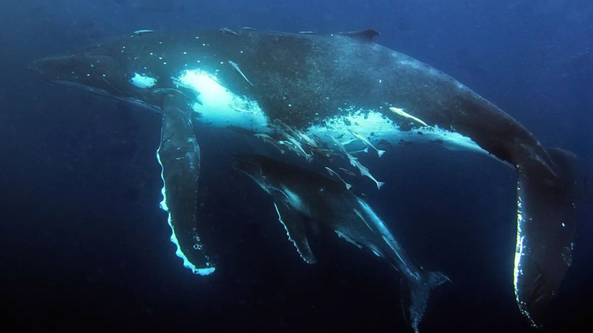 Avustralya’nın Humpback Balinaları Garip Davranışlar Sergiliyordu: Bilim İnsanları Şaşkınlığa Uğradı
