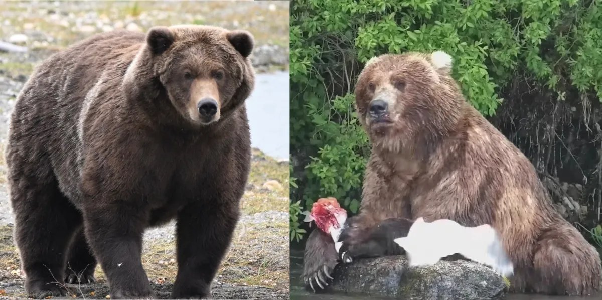 Fat Bear Week 2026 Finalinde İki Şampiyon Kanı Karşı Karşıya: 910 ile Backpack Taç İçin Mücadele Ediyor