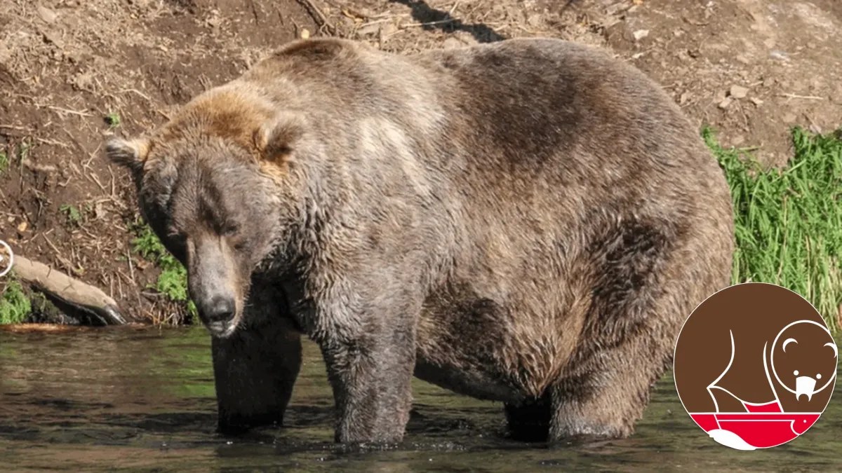 Fat Bear Week’de Otis Fonuna Destek: Katmai’nin Yaşayan Yaban Hayatını Korumanın Yolu