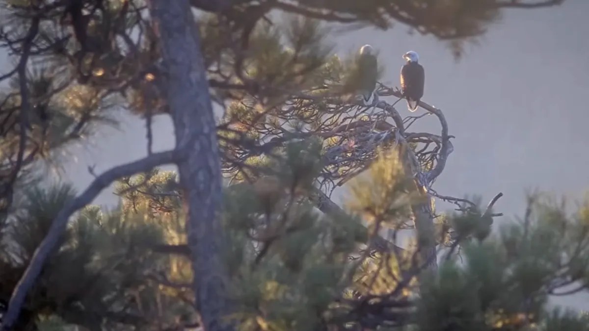 Bald kartallar Shadow ve Kaydee, Big Bear Valley’de huzurlu bir sabahı paylaşıyor; Jackie için anma töreni yaklaşıyor