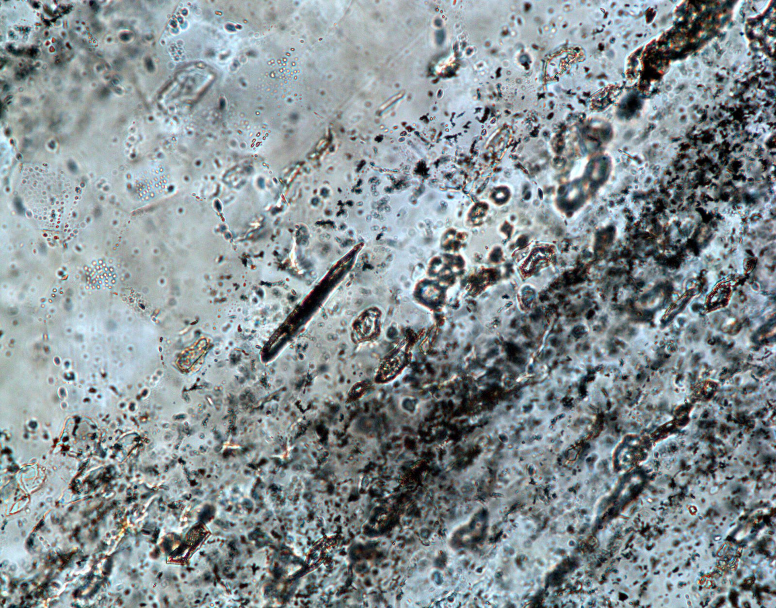 Scientists Find 3.5-Billion-Year-Old Evidence of Life, Directly Dated For The First Time