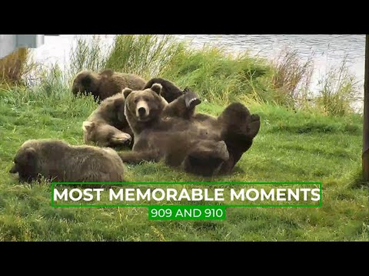 Katmai Milli Parkı’nda Yaşanan Olağanüstü Olaylar: “Anne Ayı” 2026 Fat Bear Week Yarışında Favori Olabilir