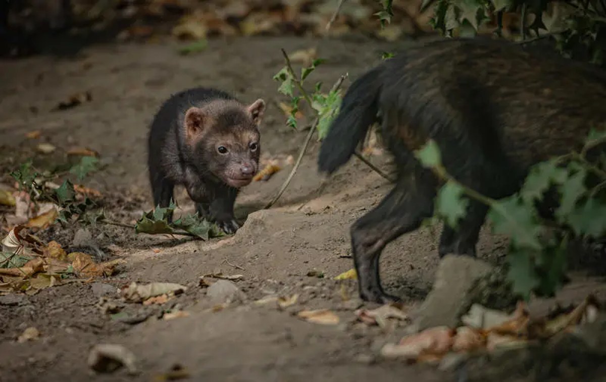 a small wild dog walks behind a bigger dog