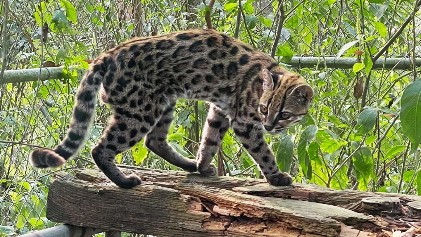 Yüzyıllık Boşluktan Sonra Açığa Çıkan Yeni Yaşayan Kedi Türü Tanıtıldı