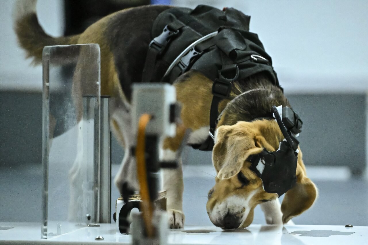 Kanser Tespiti İçin Köpeklerin Yeteneği ve Yapay Zeka İş Birliği: Hindistan’da Umut Veren Çalışma