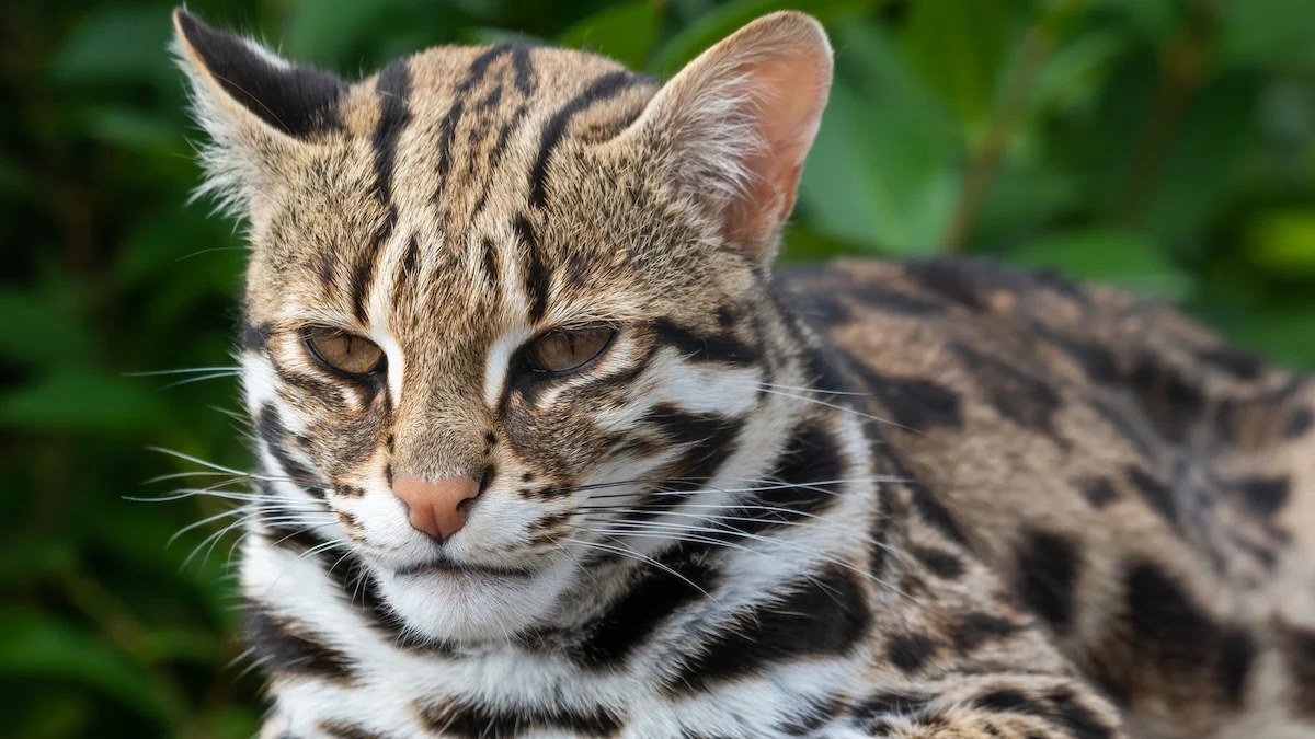 Japonya’nın İzole Adasında Yaşayan Nadir Kedi Türünde Karşılaşılan İlk Kez Gözlemlenen Kısa Kuyruk Anomalisi Bilimsel Araştırmaya
