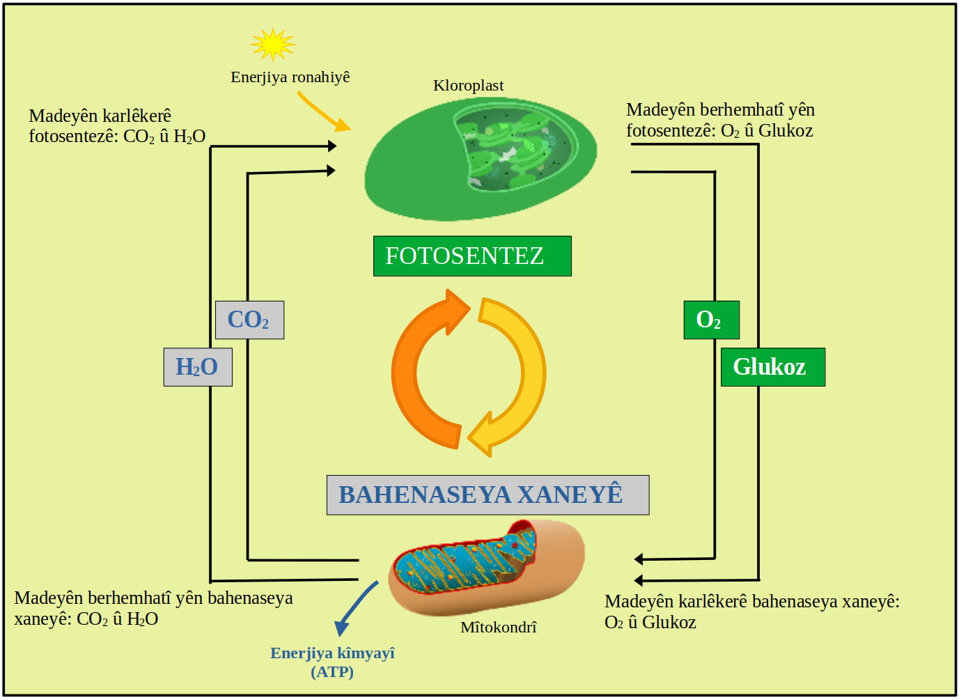 Fotosentez: Photosystem II: evolutionary perspectives – PMC