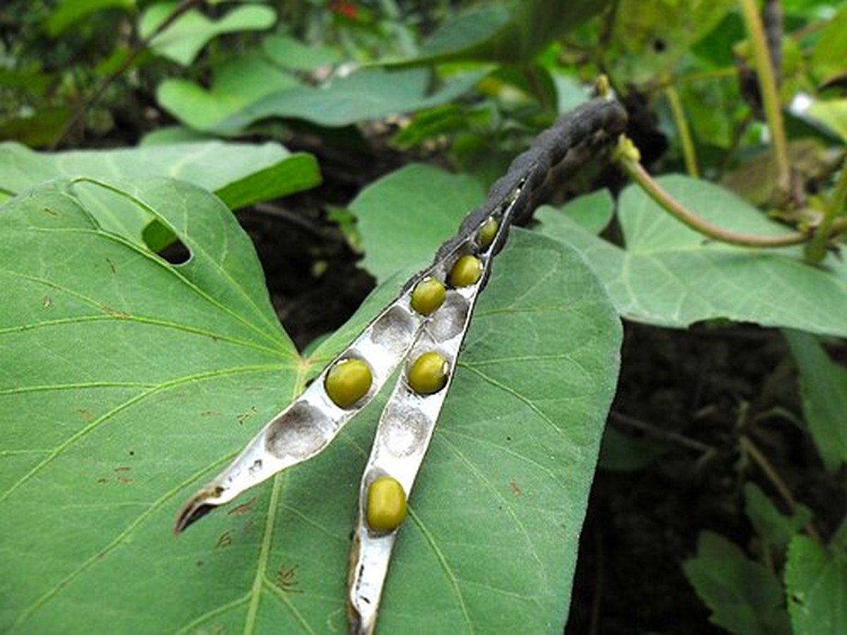 Scientists Identify The 'Doomsday' Seeds That Could Last The Longest