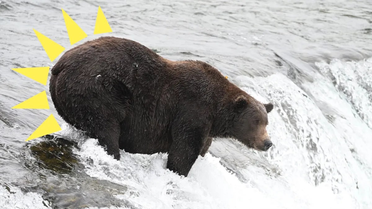 Walker, 151 numaralı ayı: Kalın poposuyla Fat Bear Week şampiyonluğunu kazanabilecek mi?