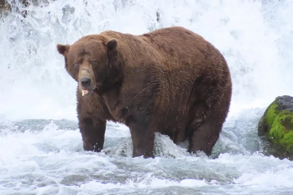 Chunk, 2025’in Fat Bear Week şampiyonu olarak Brooks Nehri’ye döndü