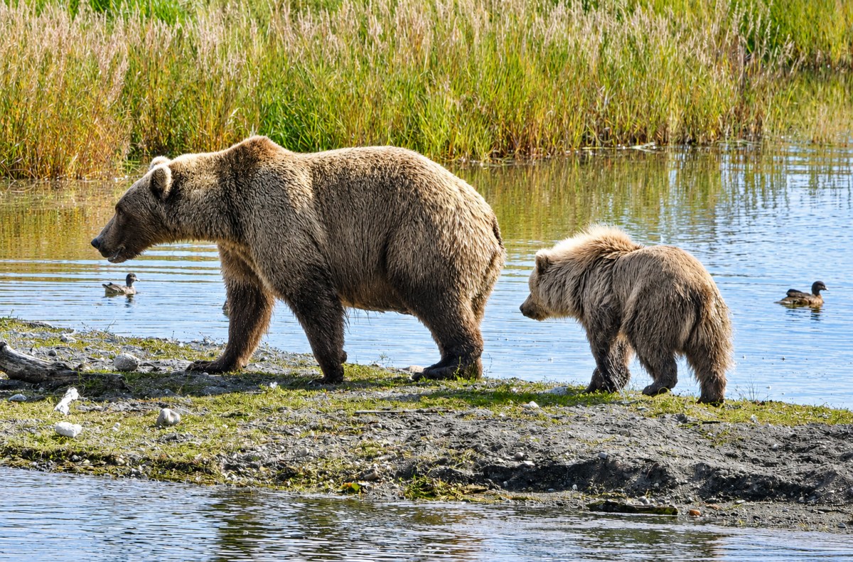 Kayıtsız bir rekor kıran Fat Bear Week, oy verme sitesini çökertti